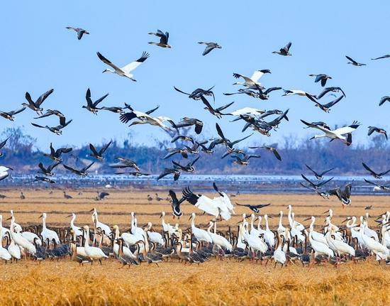 Exploring overwintering migratory birds in Poyang Lake