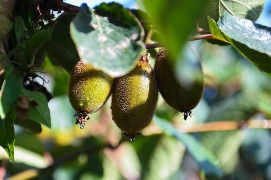 Cross-border research work bearing fruit