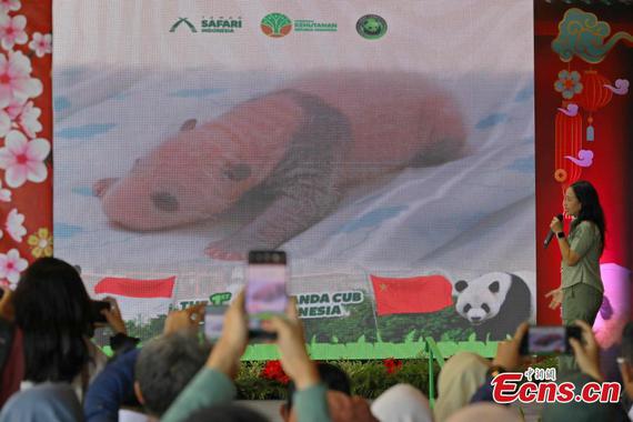 Taman Safari Indonesia (TSI) in Bogor, West Java, Indonesia, holds a media briefing on a newly born giant panda cub on Jan. 6, 2026, with video footage of the cub played on a large screen at the venue. (Photo: China News Service/Li Zhiquan)