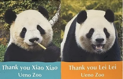 China welcomes Japanese fans as last two pandas set to return from Tokyo: FM