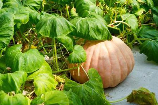 Agri sector reaps fruit of tech advances