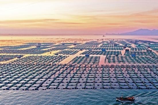 Artificial reefs part of successful marine conservation efforts in Guangdong