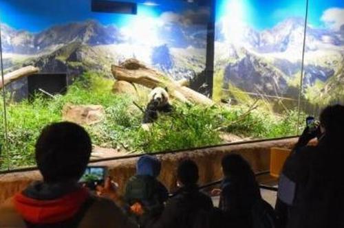 Last two giant pandas in Japan head to China