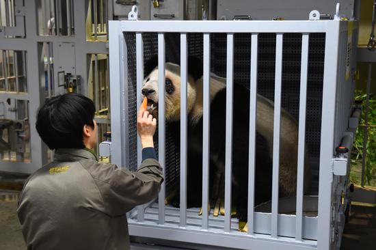 Giant pandas in Japan on journey back to China