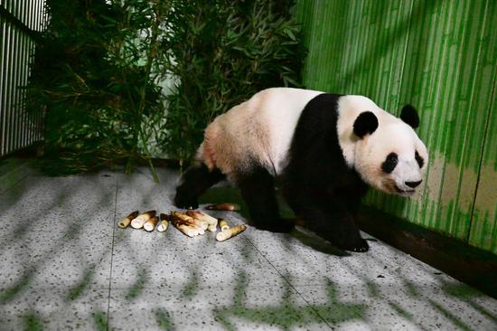 Last two giant pandas in Japan return to China