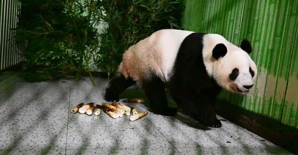 Last two giant pandas in Japan return to China