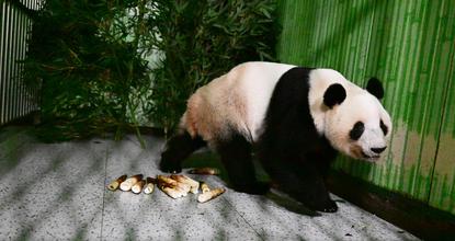 Last two giant pandas in Japan return to China