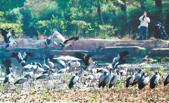 China's wetland conservation drive pays off