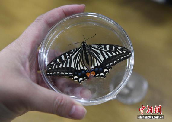Photo released on Feb. 2, 2026 shows the butterfly chrysalis, which was sealed inside a small experimental space ecosystem payload developed by Chongqing University’s research team and carried into space.(Photo/China News Service)