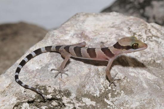 New gecko species discovered in Cambodia's nature reserve