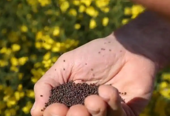 China announces anti-dumping duty on Canadian companies