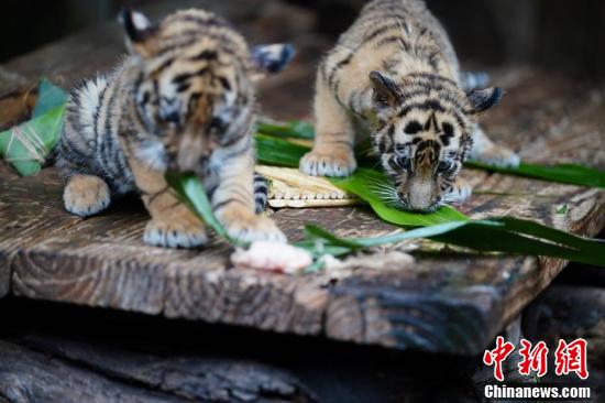 (Photo: Liu Ranyang/ China News Service)