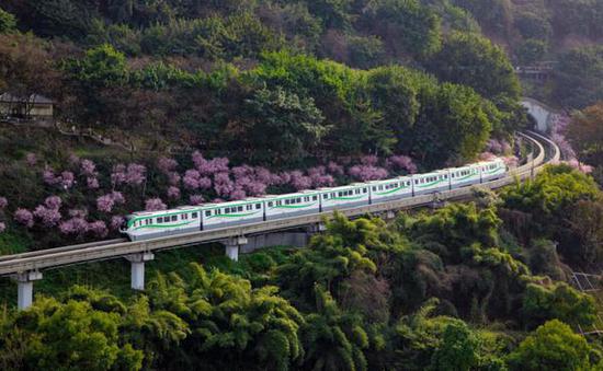 Chongqing's 'Train to Spring' returns as monorail glides through blossoms