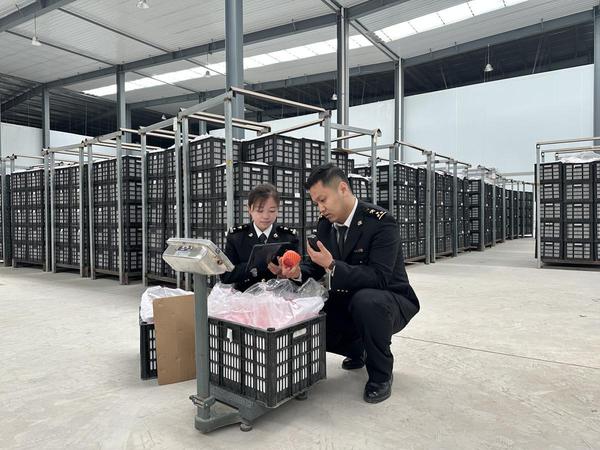 Customs officers from Tianshui Customs, under Lanzhou Customs, conduct on-site inspections of apples for export. [Photo provided to chinadaily.com.cn]