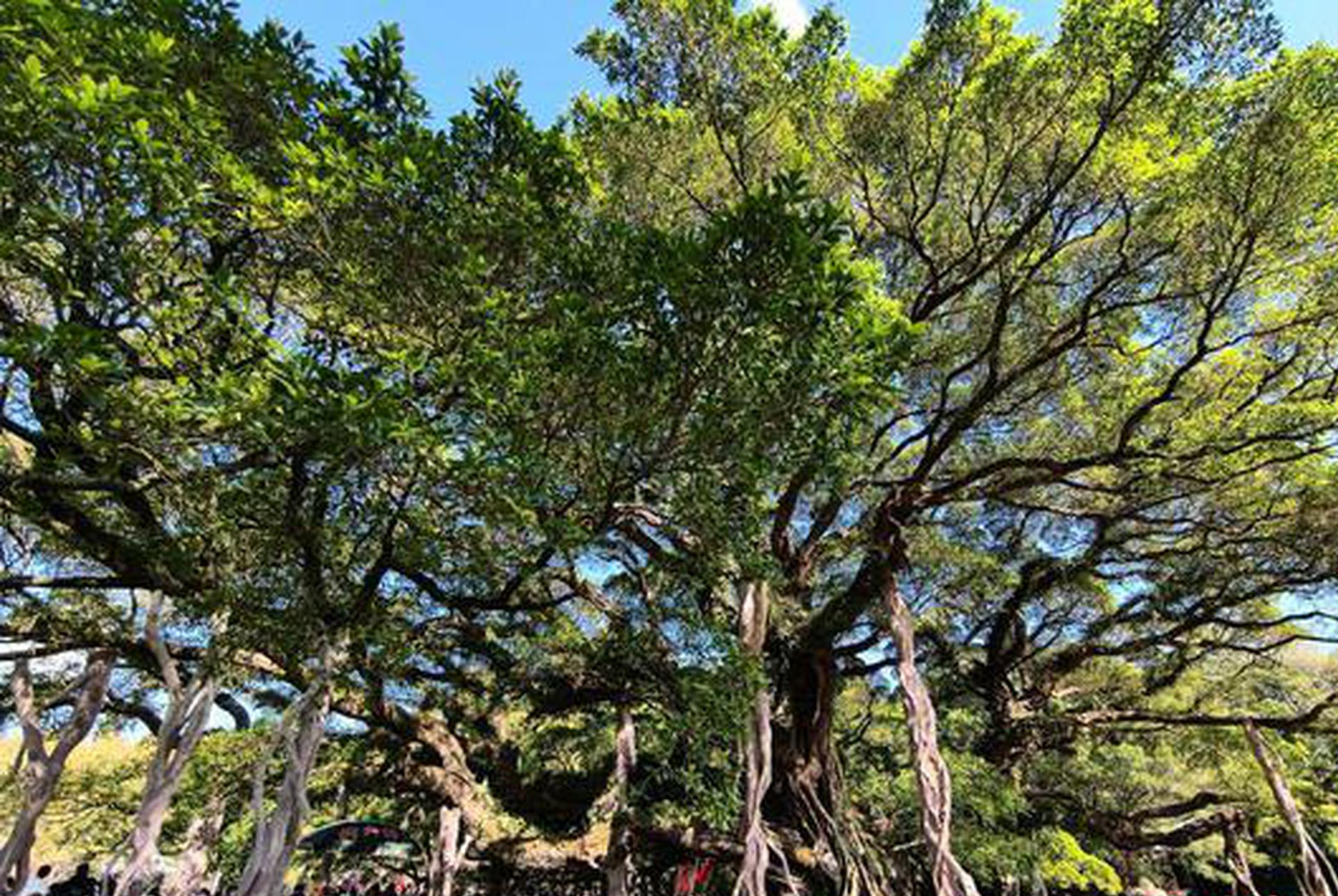 China sees sustained progress in land greening and forest growth