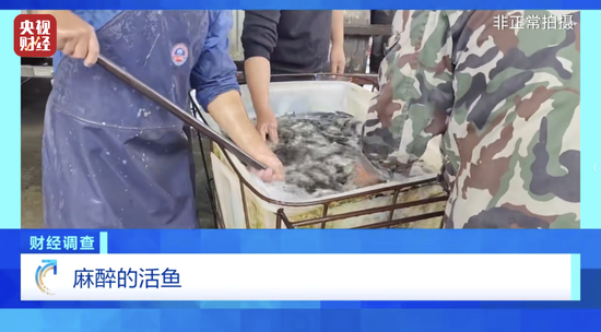 Unapproved sedatives, industrial alcohol found in China's live fish trade