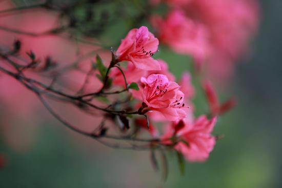Azaleas bloom in South China's Guangxi