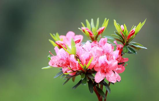 Azaleas bloom in South China's Guangxi
