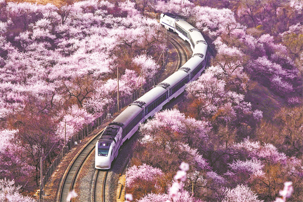 A train passes through a sea of spring flowers near the Great Wall in Beijing. (LIU MANCANG/XINHUA)