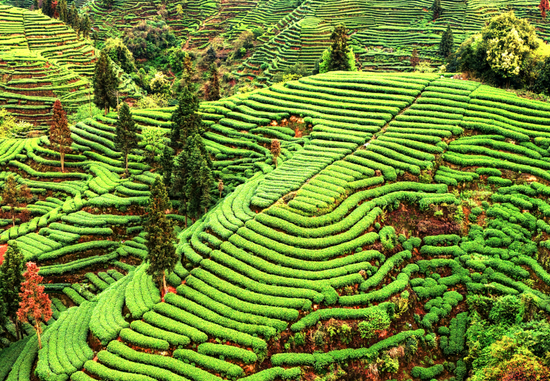Picturesque view of tea garden in Sichuan