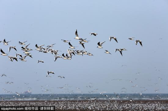 Spectacular view seen as thousands of gulls soar over wetland in Hebei