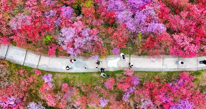 Wild alpine azaleas bloom in E China's Anhui