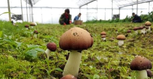 Smart indoor farming helps scale up edible mushroom output in E China