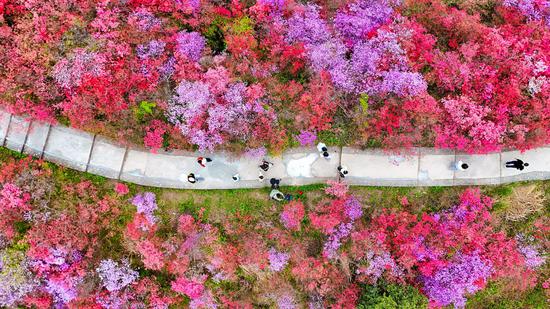 Wild alpine azaleas bloom in E China's Anhui