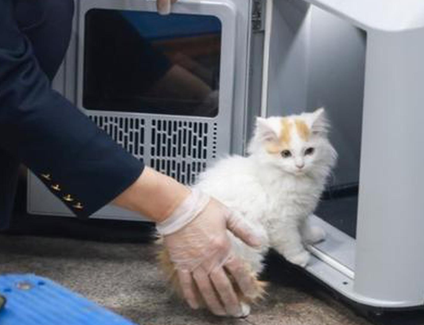 China upgrades high-speed rail pet transport service