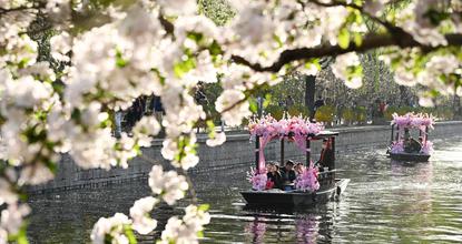 Spring blossoms in Beijing attract visitors