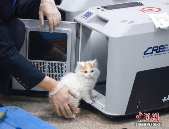 A staff member at the Beijing West Railway Station branch of CRE carefully loads a kitten into a transport crate on Feb. 13, 2026. (Photo: China News Service/Jia Tianyong)