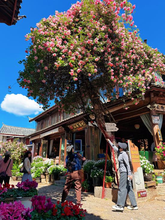 Visitors admire the roses beneath a tree in Dayan Ancient Town, Lijiang, Yunnan province. (Photo provided to chinadaily.com.cn)