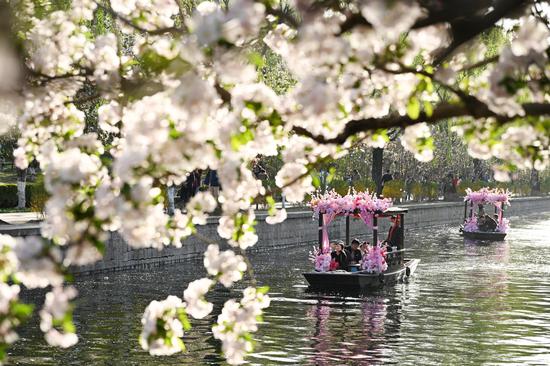 Spring blossoms in Beijing attract visitors