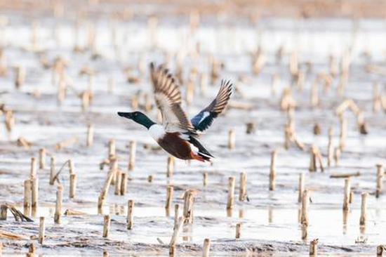 China's rejuvenated wetlands attract spectacular 'bird waves'