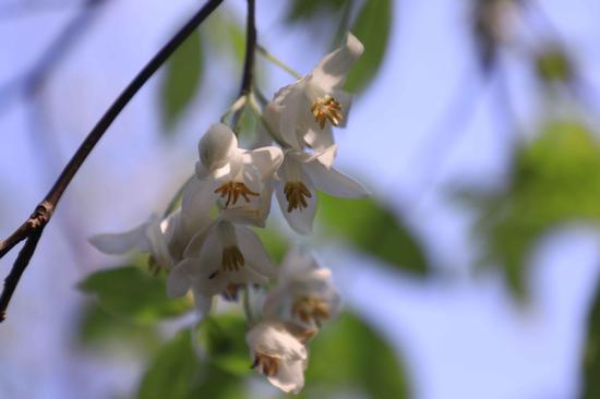 Rare tree blooms for first time in Hunan garden