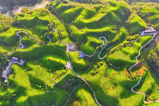 Picturesque tea mountain in central China's Hubei