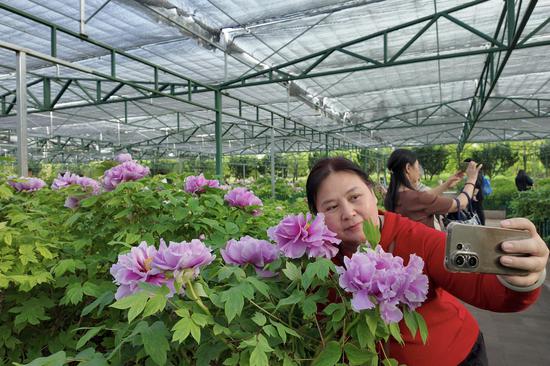 Taiwan tourists visit Shenzhou Peony Garden in C China