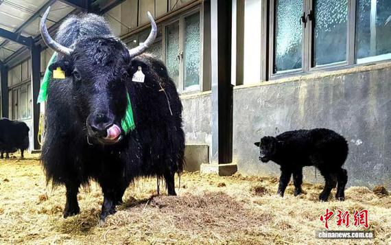 图为西藏牦牛全基因组选择与体细胞克隆复合育种技术体系第二批次自然顺产的克隆牦牛牛犊(右)。当雄县政府 供图