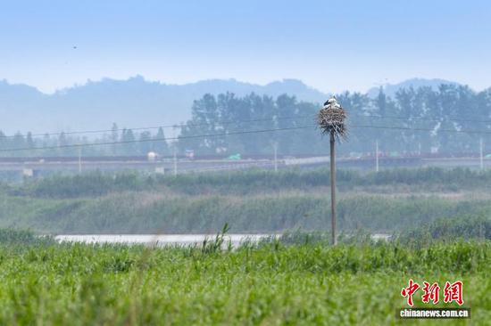 Photo shows a nest built by oriental storks at the Chenhu Lake Wetland Nature Reserve in Wuhan, Hubei Province. (Photo provided to China News Service)