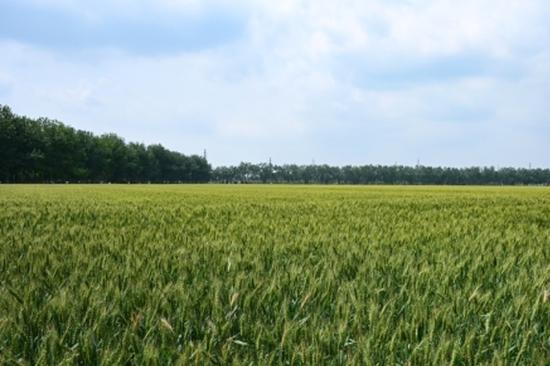 Saline-alkali land turned into fertile farming area