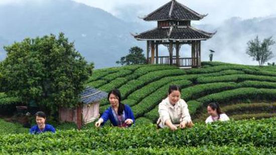 Scent of a city in Guangxi captivates the world
