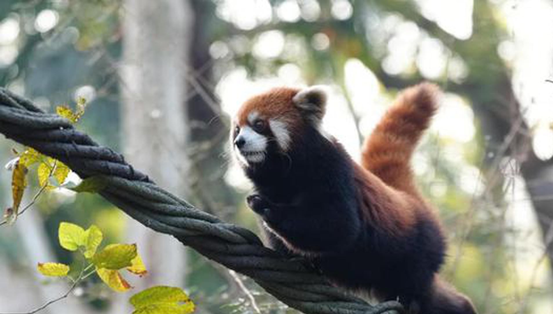 2 red pandas from Shanghai to join Taipei Zoo