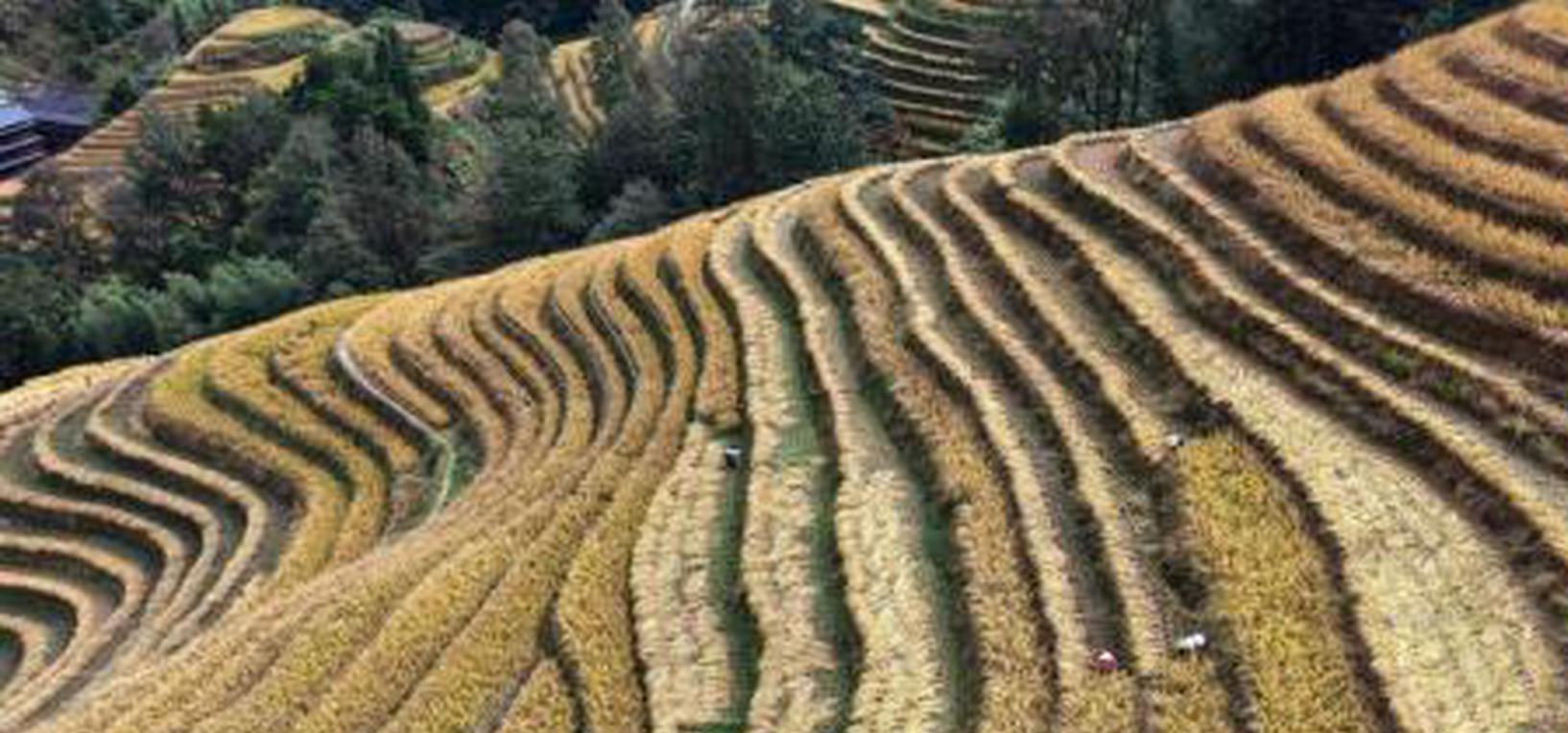 China-Africa agri-tech forum opens in Kenya to boost agricultural cooperation