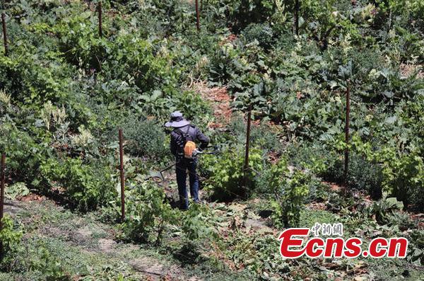 A worker removes weeds in the vineyard in Sangri County. (Photo: Zhang Jiahao/ China News Network)