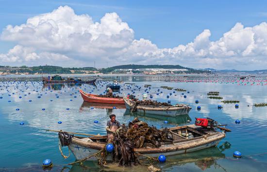 East China sees bustling summer farming at sea
