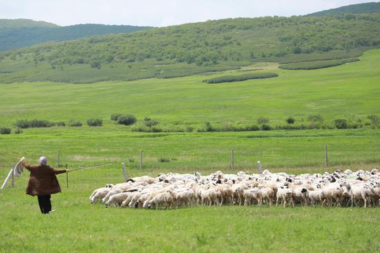 Summer livestock migration begins on Inner Mongolia grassland