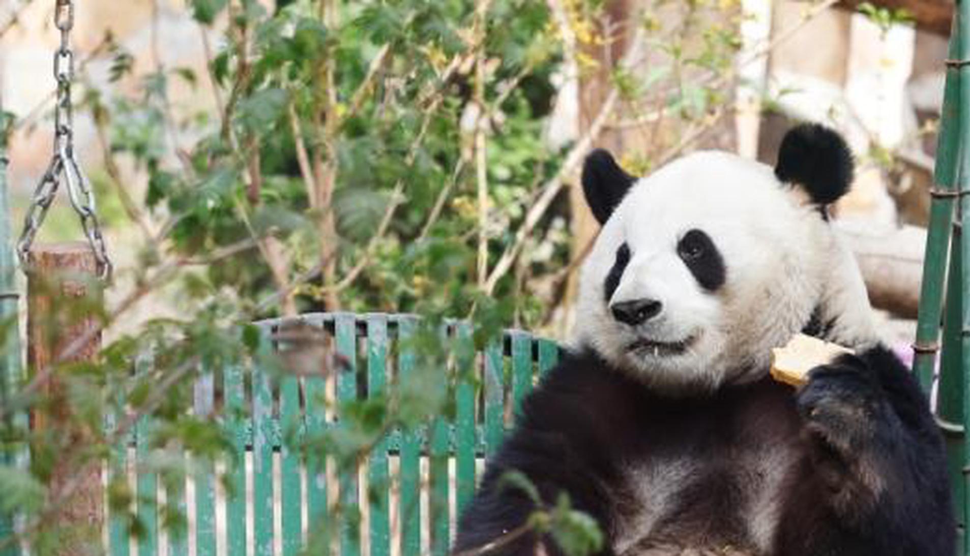 Giant panda Meng Lan temporarily off display while adapting to new enclosure at Beijing Zoo