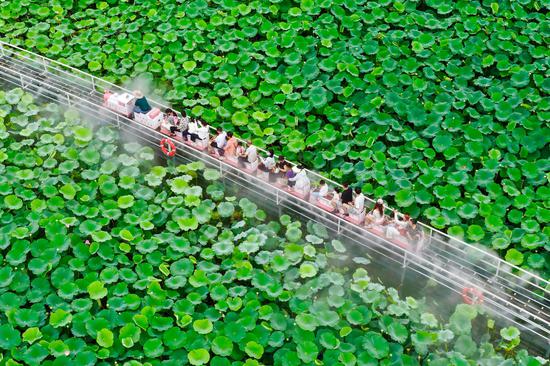 Lotus flowers at Hefei park wow tourists