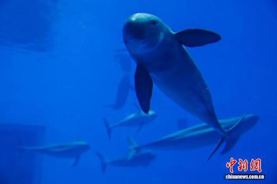 World's first artificially bred Yangtze finless porpoise turns 21