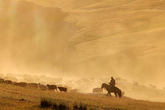 Millions of livestock on the move: Xinjiang's epic summer migration